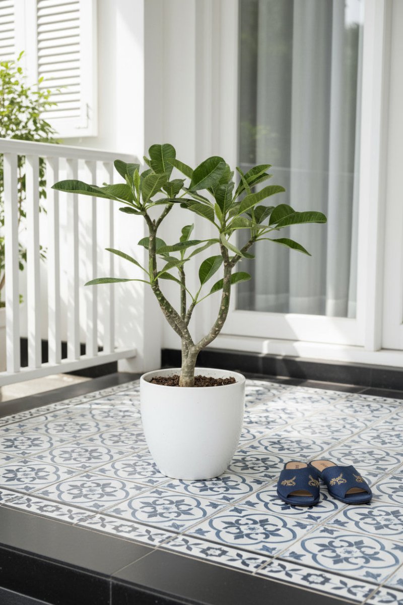 Frangipani Junior - Potted plant - POTT - FRAN - GRW - 7430 - Tumbleweed Plants - Online Plant Delivery Singapore