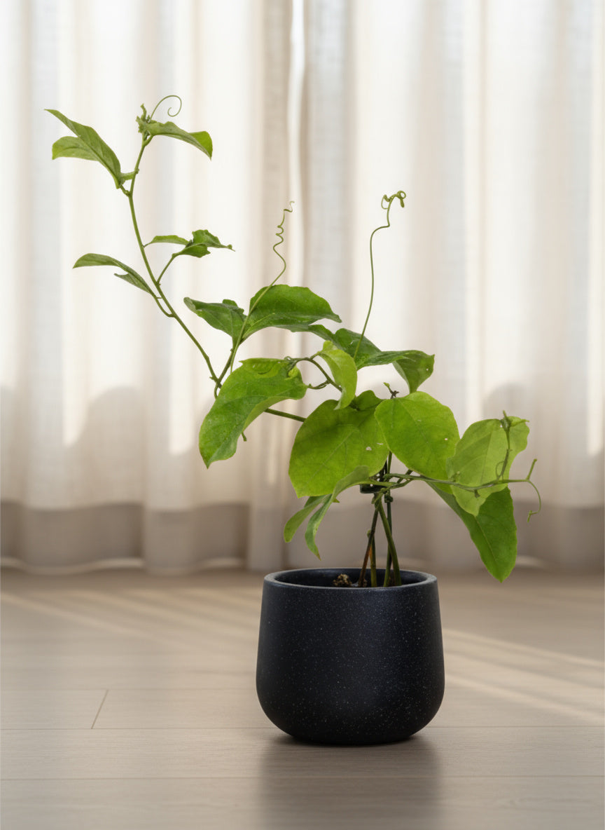 passion fruit plant indoors Buy Best Passion Fruit (Passiflora Edulis) Plant