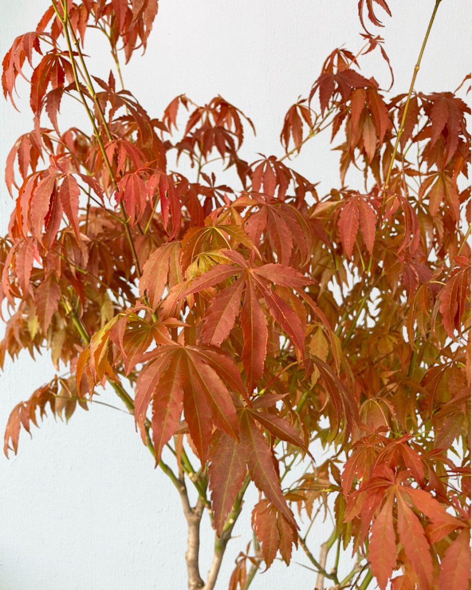 Acer Palmatum Tree - grow pot - Potted plant - Tumbleweed Plants - Online Plant Delivery Singapore