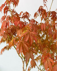Acer Palmatum Tree - grow pot - Potted plant - Tumbleweed Plants - Online Plant Delivery Singapore