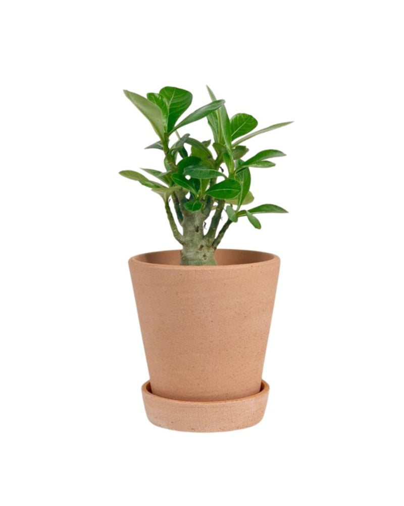 Adenium Plant - grow pot - Potted plant - Tumbleweed Plants - Online Plant Delivery Singapore