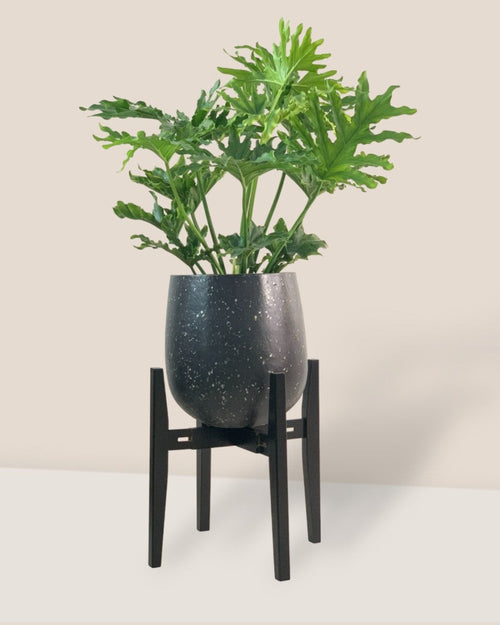 Adjustable Wood Stand (Black) - Stand - Tumbleweed Plants - Online Plant Delivery Singapore