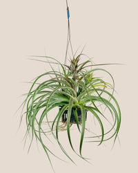 Air Plant - Assorted Tillandsia (Hanging) - assorted - Potted plant - Tumbleweed Plants - Online Plant Delivery Singapore