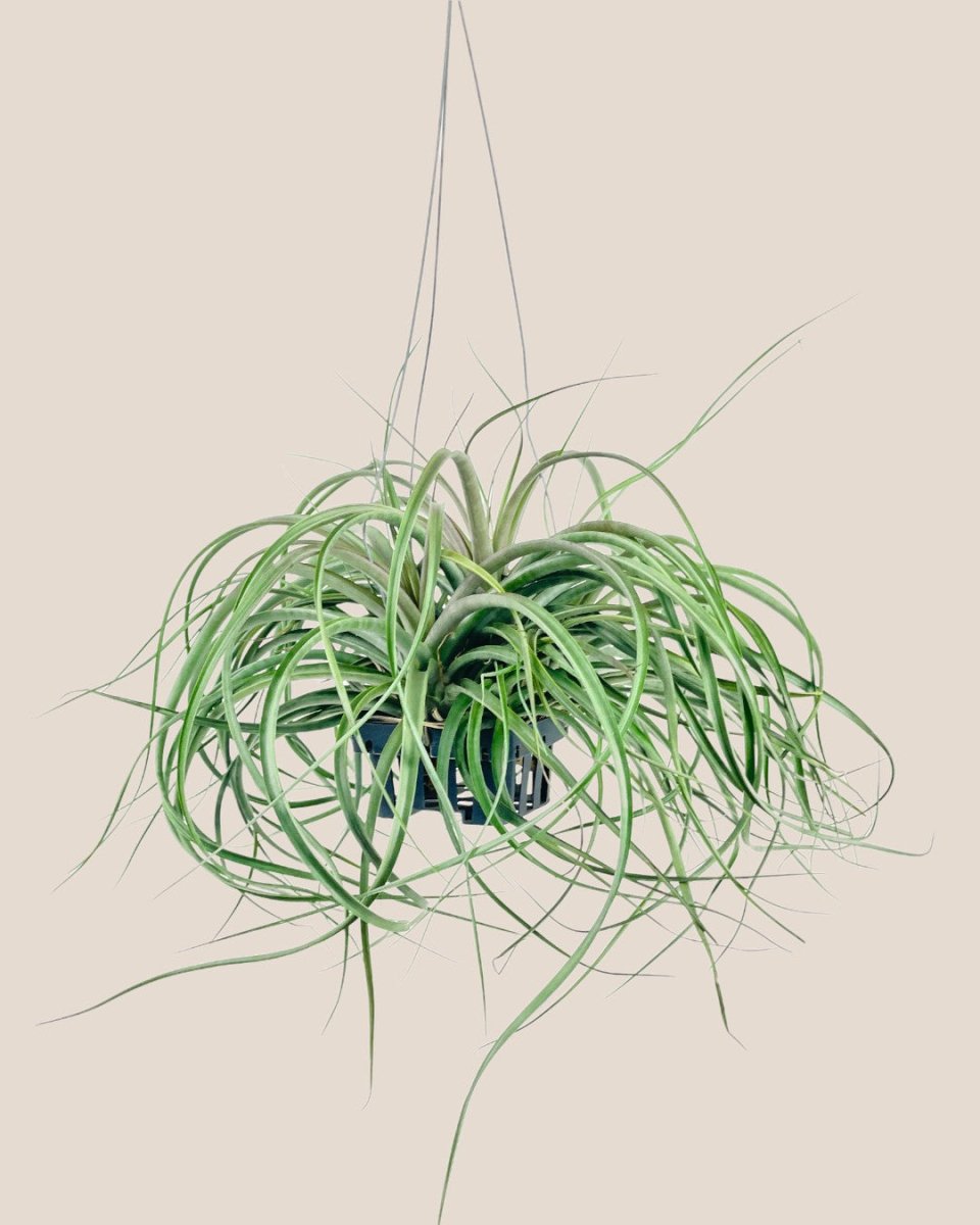 Air Plant - Assorted Tillandsia (Hanging) - assorted - Potted plant - Tumbleweed Plants - Online Plant Delivery Singapore