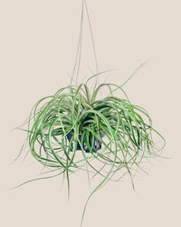 Air Plant - Assorted Tillandsia (Hanging) - assorted - Potted plant - Tumbleweed Plants - Online Plant Delivery Singapore