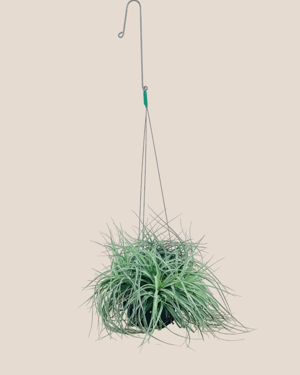 Air Plant - Assorted Tillandsia (Hanging) - assorted - Potted plant - Tumbleweed Plants - Online Plant Delivery Singapore