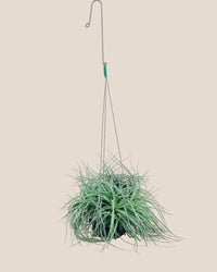Air Plant - Assorted Tillandsia (Hanging) - assorted - Potted plant - Tumbleweed Plants - Online Plant Delivery Singapore