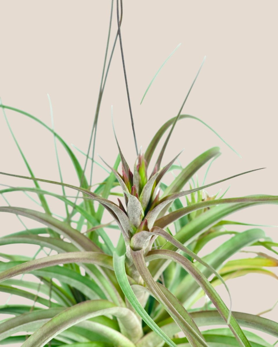 Air Plant - Assorted Tillandsia (Hanging) - assorted - Potted plant - Tumbleweed Plants - Online Plant Delivery Singapore