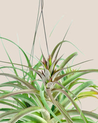 Air Plant - Assorted Tillandsia (Hanging) - assorted - Potted plant - Tumbleweed Plants - Online Plant Delivery Singapore