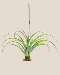Air Plant - Assorted Tillandsia (Hanging) - assorted - Potted plant - Tumbleweed Plants - Online Plant Delivery Singapore