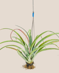 Air Plant - Assorted Tillandsia (Hanging) - assorted - Potted plant - Tumbleweed Plants - Online Plant Delivery Singapore