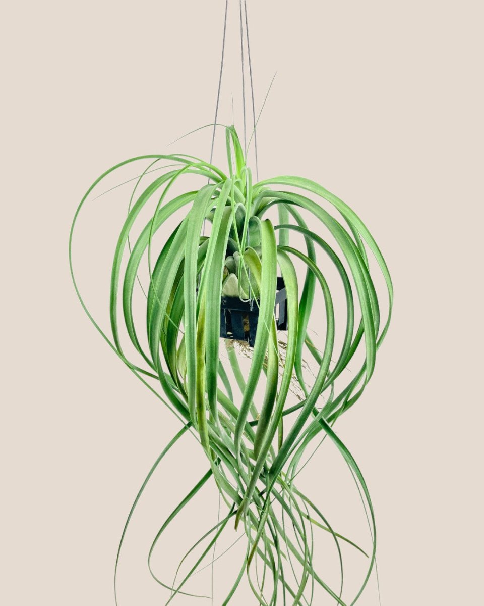 Air Plant - Assorted Tillandsia (Hanging) - assorted - Potted plant - Tumbleweed Plants - Online Plant Delivery Singapore
