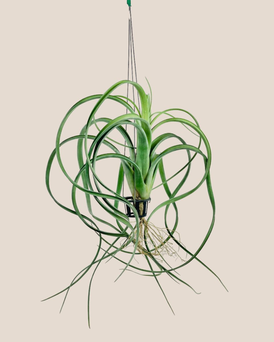Air Plant - Assorted Tillandsia (Hanging) - assorted - Potted plant - Tumbleweed Plants - Online Plant Delivery Singapore
