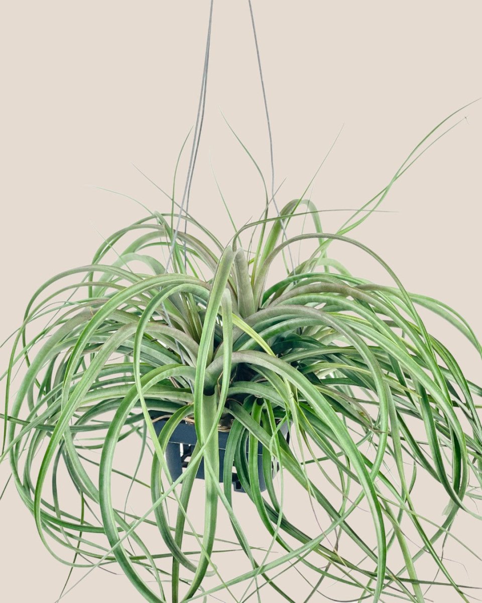 Air Plant - Assorted Tillandsia (Hanging) - assorted - Potted plant - Tumbleweed Plants - Online Plant Delivery Singapore