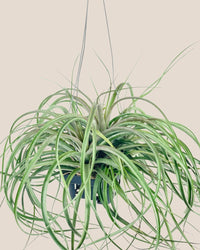 Air Plant - Assorted Tillandsia (Hanging) - assorted - Potted plant - Tumbleweed Plants - Online Plant Delivery Singapore