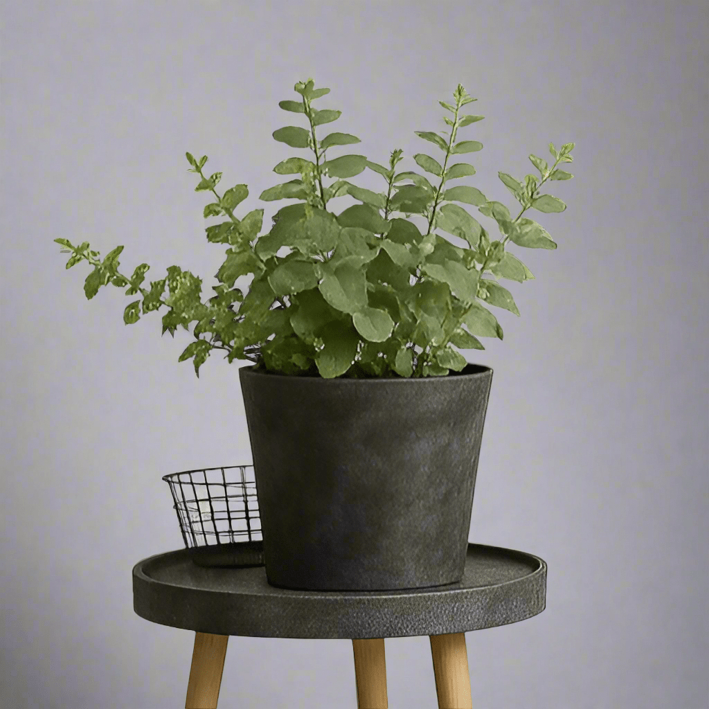 AirStone V Pot - XL - Pots - POTS - XLAI - BLCXTR - 6603 - Tumbleweed Plants - Online Plant Delivery Singapore