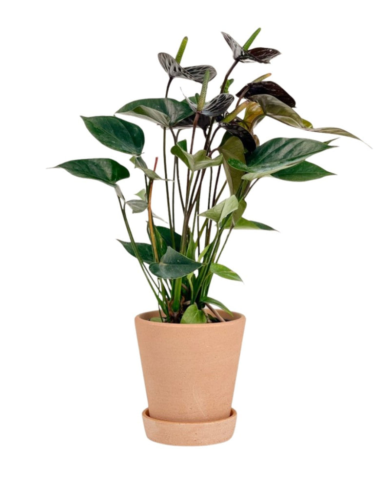 Anthurium Livium Black - Potted plant - Tumbleweed Plants - Online Plant Delivery Singapore
