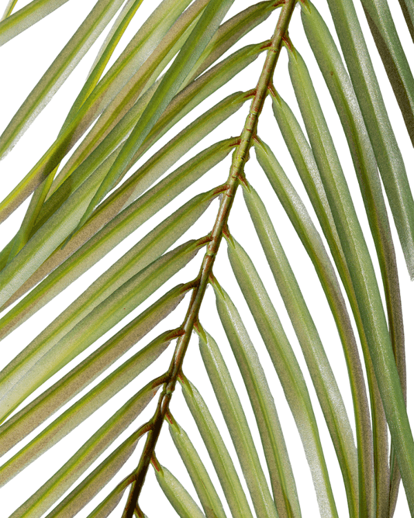 Areca Palm (Life - life Artificial) - Potted plant - 4857563185003 - Tumbleweed Plants - Online Plant Delivery Singapore
