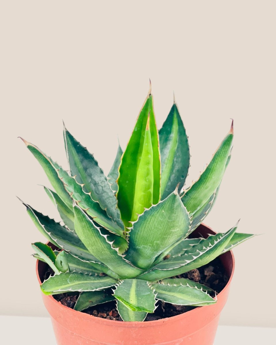 Assorted Agave Victoriae - Reginae - grow pot - Potted plant - Tumbleweed Plants - Online Plant Delivery Singapore