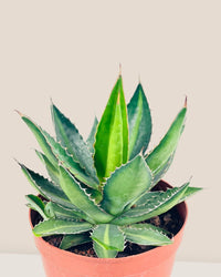 Assorted Agave Victoriae - Reginae - grow pot - Potted plant - Tumbleweed Plants - Online Plant Delivery Singapore