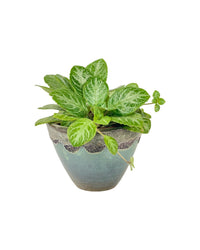 Assorted Episcia Plant - grow pot - Potted plant - Tumbleweed Plants - Online Plant Delivery Singapore