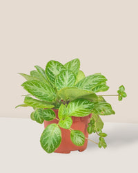 Assorted Episcia Plant - grow pot - Potted plant - Tumbleweed Plants - Online Plant Delivery Singapore