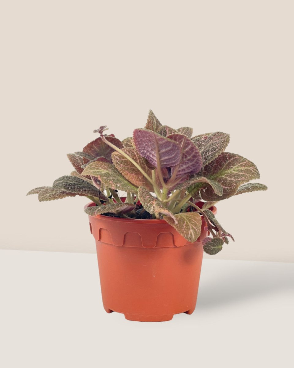 Assorted Episcia Plant - grow pot - Potted plant - Tumbleweed Plants - Online Plant Delivery Singapore