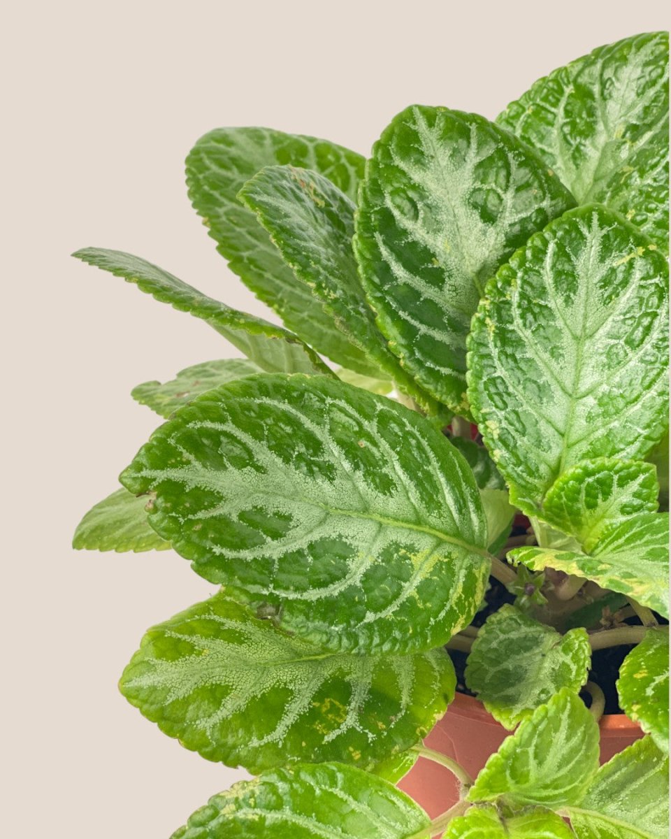 Assorted Episcia Plant - grow pot - Potted plant - Tumbleweed Plants - Online Plant Delivery Singapore