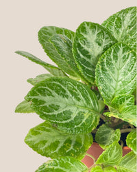 Assorted Episcia Plant - grow pot - Potted plant - Tumbleweed Plants - Online Plant Delivery Singapore