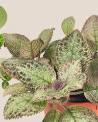Assorted Episcia Plant - grow pot - Potted plant - Tumbleweed Plants - Online Plant Delivery Singapore