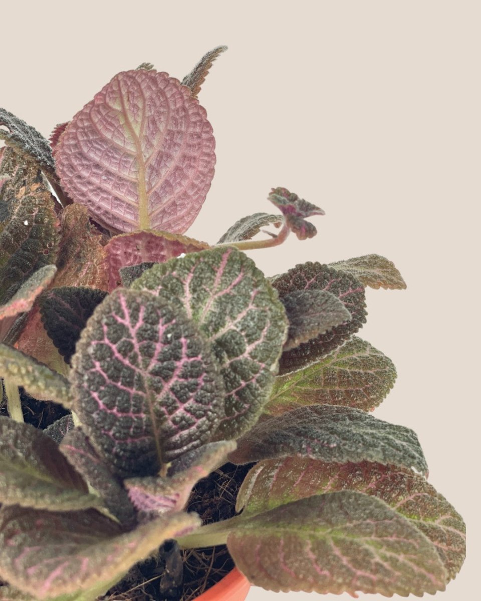 Assorted Episcia Plant - grow pot - Potted plant - Tumbleweed Plants - Online Plant Delivery Singapore