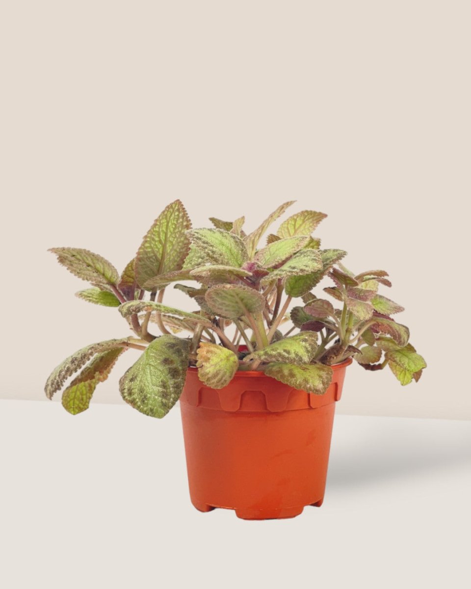 Assorted Episcia Plant - grow pot - Potted plant - Tumbleweed Plants - Online Plant Delivery Singapore