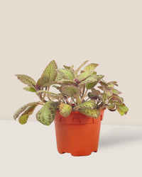 Assorted Episcia Plant - grow pot - Potted plant - Tumbleweed Plants - Online Plant Delivery Singapore