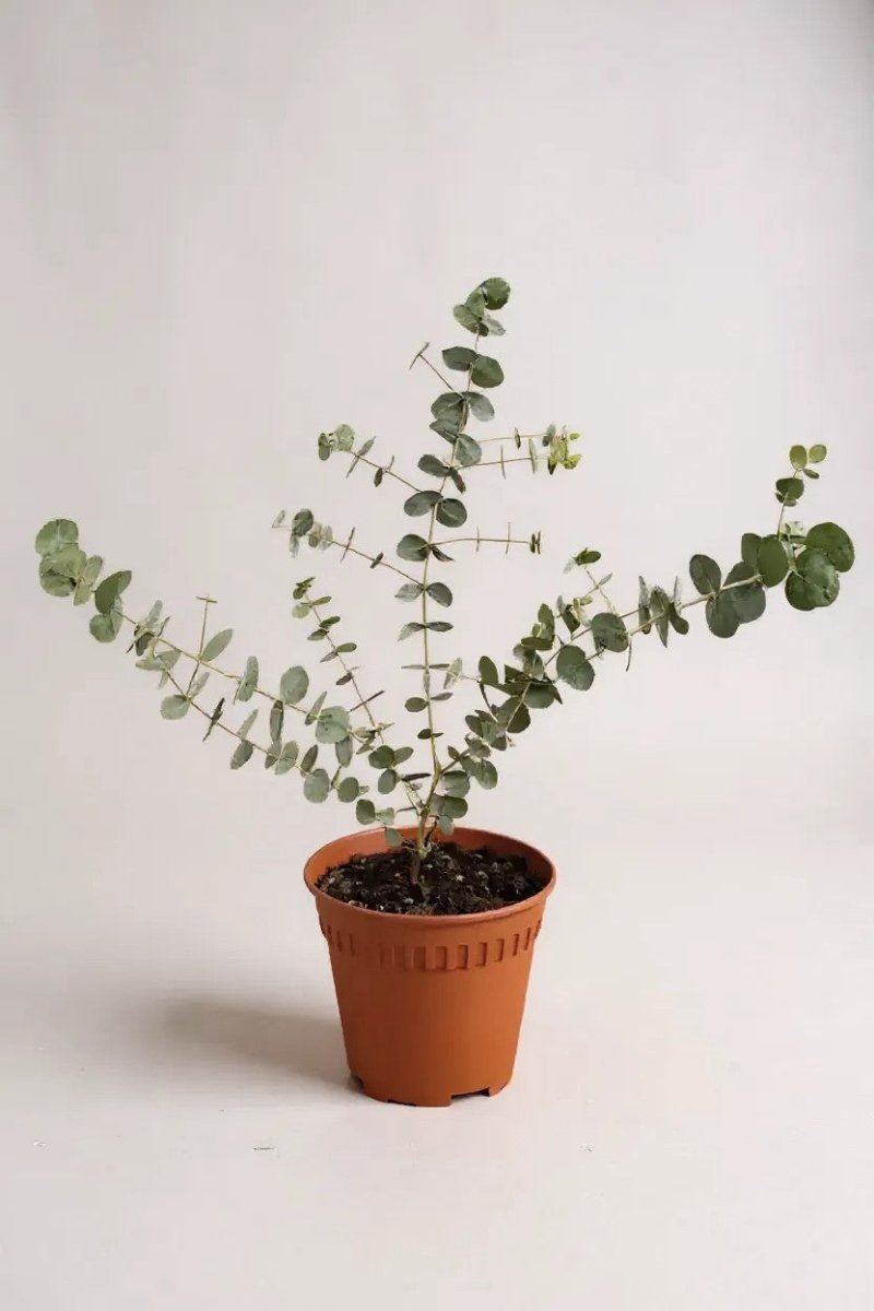 Australian Eucalyptus - Potted plant - POTT - AUST - GRW - 6353 - Tumbleweed Plants - Online Plant Delivery Singapore