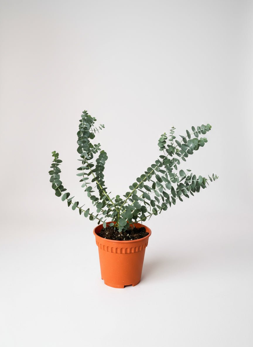 Australian Eucalyptus - Potted plant - POTT - AUST - GRW - 6353 - Tumbleweed Plants - Online Plant Delivery Singapore