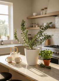 Australian Eucalyptus - Potted plant - POTT - AUST - GRW - 6353 - Tumbleweed Plants - Online Plant Delivery Singapore