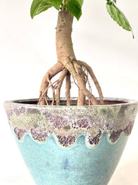 Baby China Doll Bonsai (0.45m) - grow pot - Potted plant - Tumbleweed Plants - Online Plant Delivery Singapore