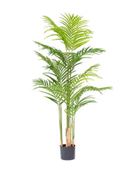 Bamboo Palm (Life - life Artificial) - Potted plant - 5004438217580 - Tumbleweed Plants - Online Plant Delivery Singapore