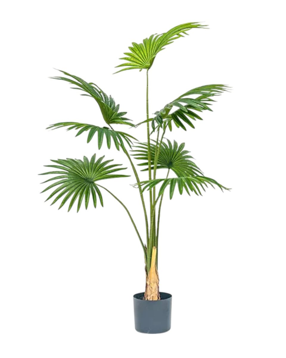 Bamboo Palm (Life - life Artificial) - Potted plant - 5004438217570 - Tumbleweed Plants - Online Plant Delivery Singapore