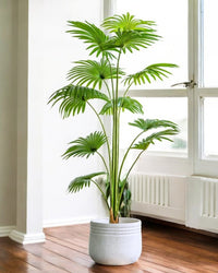 Bamboo Palm (Life - life Artificial) - Potted plant - 5004438217559 - Tumbleweed Plants - Online Plant Delivery Singapore
