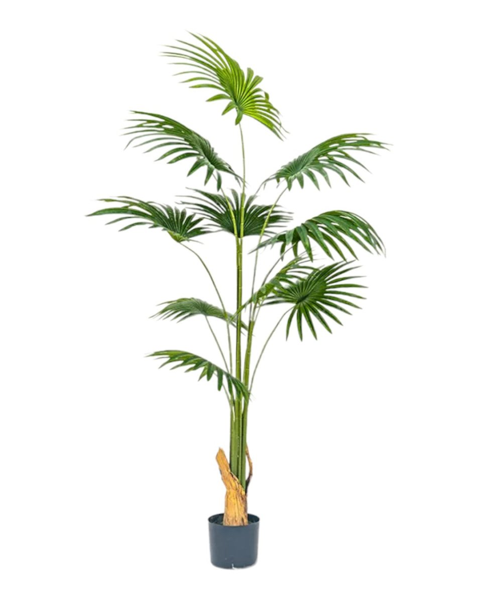 Bamboo Palm (Life - life Artificial) - Potted plant - 5004438217571 - Tumbleweed Plants - Online Plant Delivery Singapore