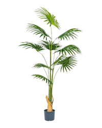 Bamboo Palm (Life - life Artificial) - Potted plant - 5004438217571 - Tumbleweed Plants - Online Plant Delivery Singapore