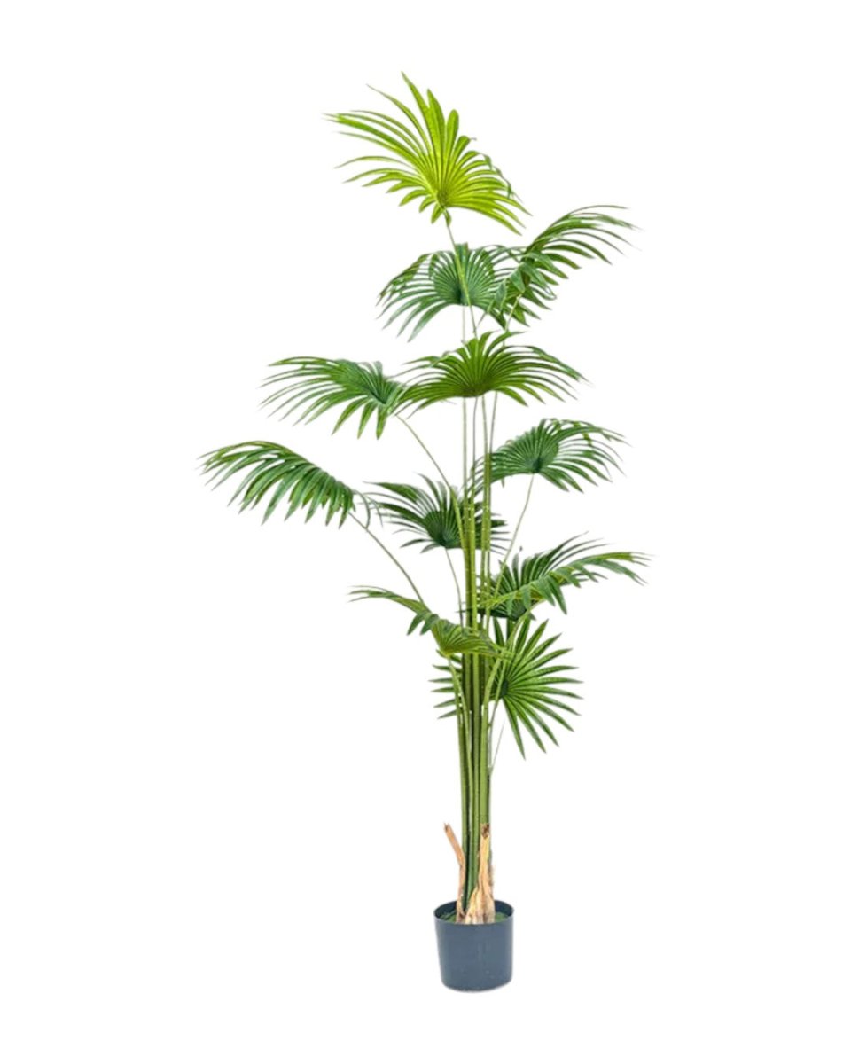 Bamboo Palm (Life - life Artificial) - Potted plant - 5004438217572 - Tumbleweed Plants - Online Plant Delivery Singapore