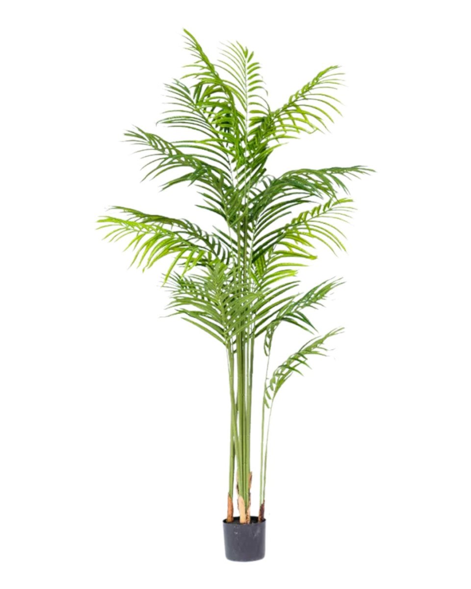 Bamboo Palm (Life - life Artificial) - Potted plant - 5004438217582 - Tumbleweed Plants - Online Plant Delivery Singapore