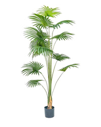 Bamboo Palm (Life - life Artificial) - Potted plant - 5004438217573 - Tumbleweed Plants - Online Plant Delivery Singapore