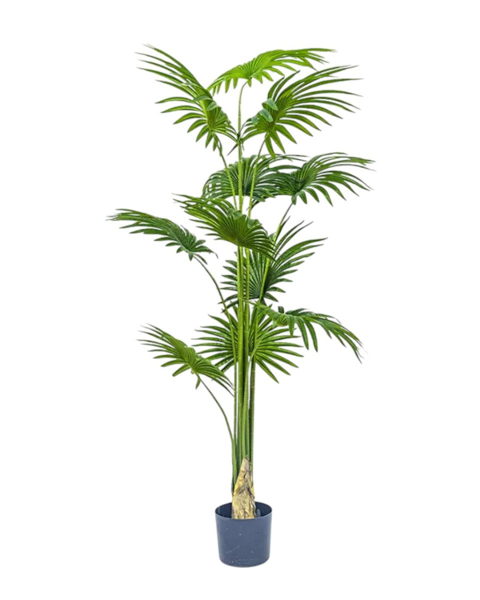 Bamboo Palm (Life - life Artificial) - Potted plant - 5004438217574 - Tumbleweed Plants - Online Plant Delivery Singapore
