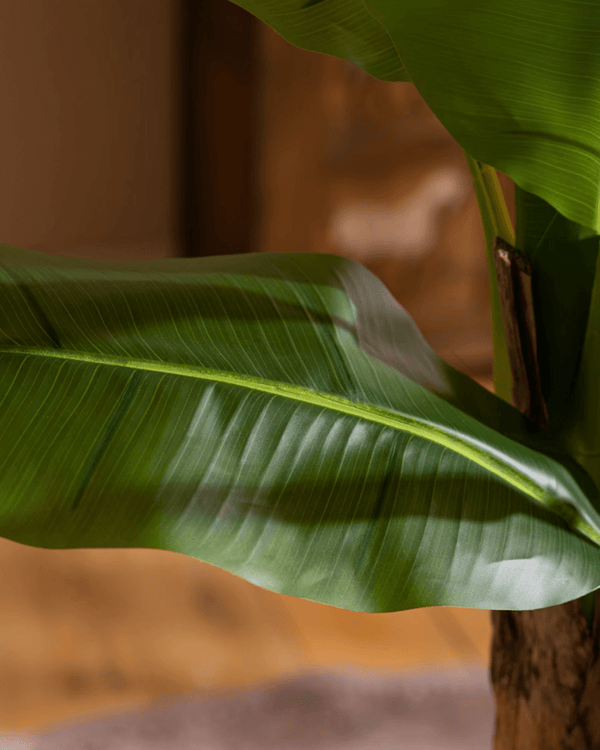 Banana Tree (Life - life Artificial) - Potted plant - 5103784103174 - Tumbleweed Plants - Online Plant Delivery Singapore