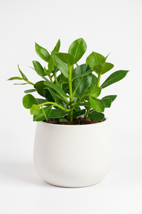 Autograph Plant - Potted plant -  Tumbleweed Plants
