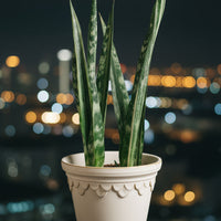 Sansevieria Trifasciata 'Bantel's Sensation'