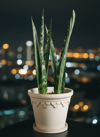 Sansevieria Trifasciata 'Bantel's Sensation'